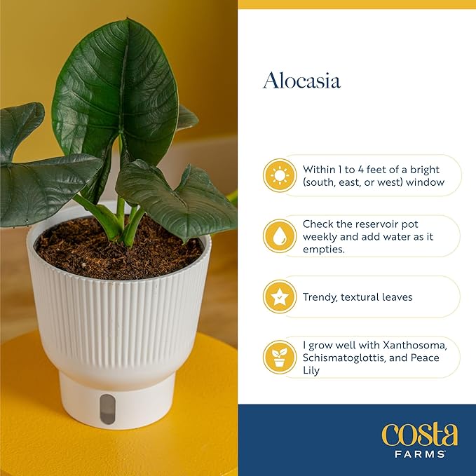 Costa Farms Alocasia Silver Dragon Live Plant in Self Watering Pot, Indoor Houseplant Perfect for Home, Room, or Office Decor, Great House Warming or Birthday Gift, 12-16 Inches Tall