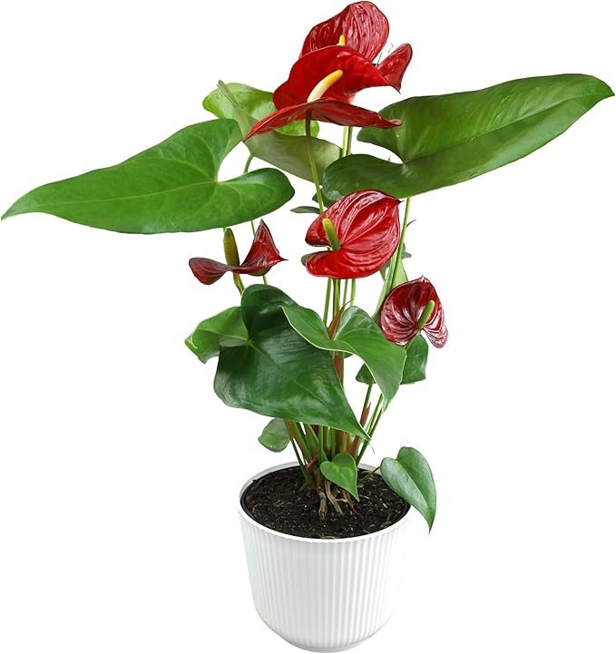 Altman Plants Red Anthurium Live Plant Decor in 6 Inch White Plastic Plant Pot, Easy to Grow Desk Plant, Easy Plant Gift, Decorative Indoor Plant, Live Anthuriums Live Plants Grown in Potting Soil Mix