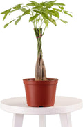 Leaf & Linen 6" Grow Pot, Live Indoor/Outdoor-Air Houseplant and Office Décor | Low Light Collection, 6 INCH, Money Tree' Pachira Aquatica