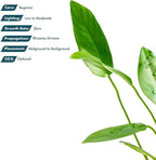 SubstrateSource Live Plants – Anubias Hastifolia (Anubias hastifolia) – Low to Moderate Light, Medium to Dark Green Arrow-Shaped Leaves, Midground to Background Tank Placement - Pot, 3 Pack