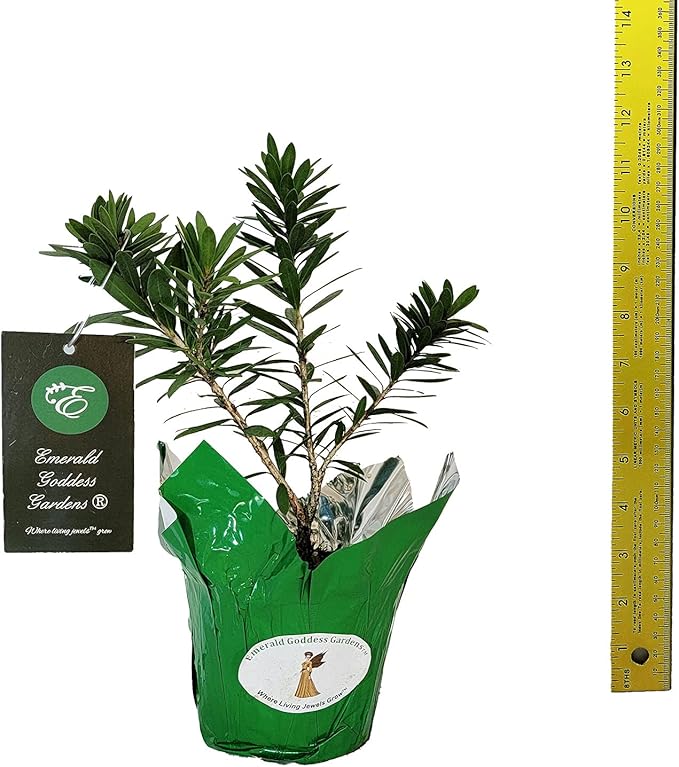 Little John Dwarf Bottlebrush Tree - Callistemon viminalis cv - Live Hummingbird Plant - Unusual Red Flower - Emerald Goddess Gardens- Starter Sz 4 Inch Pot