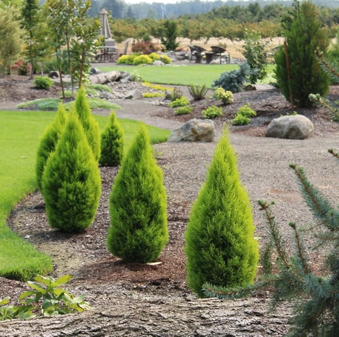 Lemony Christmas Tree. Lemon Cypress 'Goldcrest' (Cupressus Macrocarpa) - Vibrant Yellow-Green Foliage, Citrus Scent, Indoor/Outdoor (2 Cypress-Lemon sacs)