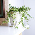 Live Succulents String of Dolphins (4-inch), Succulent Plants Fully Rooted in Pots with Soil, Easy-Care House Plant for DIY, Home Office Decor, Wedding Party Favor