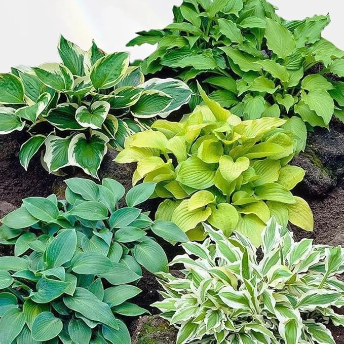 Hosta Seeds for Planting, 299+ Mixed Rare Perennial Hosta Seed, Heirloom Non-GMO Hosta Seeds for Bonsai Decoration, Home Garden