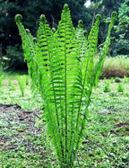10 Roots TN Otrich Glade Fern Rhizome Matteuccia Struthiopteris - Live Root Plant