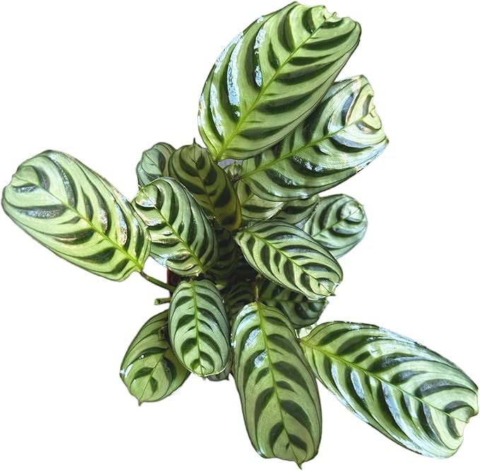 Calathea Burle Marx, Fishbone Prayer Plant, Unique and Easy to Care Live Indoor Plant, 4 inch Pot - Hopewind Plants Shop