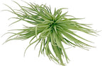 Air Plants - Flowering Tillandsia Rose BAER, Large 5" - 2ct - Live Arrival Guaranteed - House Plants for Home Decor & Gift