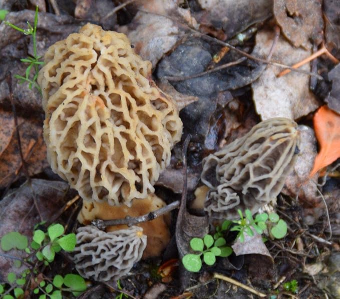 Garden Morel Mushroom Grow Kit - MOREL HABITAT KIT ® - Grow Morchella Mushrooms