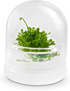 Live Sundew Plant Terrarium – Enclosed Ecosystem with Zero Maintenance – Unique Ecosphere Plants for Home Décor – Drosera Spatula Sundew Plant –Great Gift – Self-Sustaining Terrarium