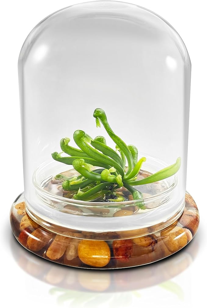 Bloomify Terrarium Cobra Lily–Carnivorous Live Pitcher Plant– Self-Growing – Zero Maintenance Terrarium Plants – Long-Lasting Carnivorous Plants Live - Ecosystem Terrarium – Darlingtonia Californica,