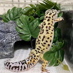 Reptile Plants for Terrarium Decor,Amphibian Habitat Decor,Artificial Plants for Gecko Chameleon Snake Tortoise Tank Accessories with Base (Monstera deliciosa)