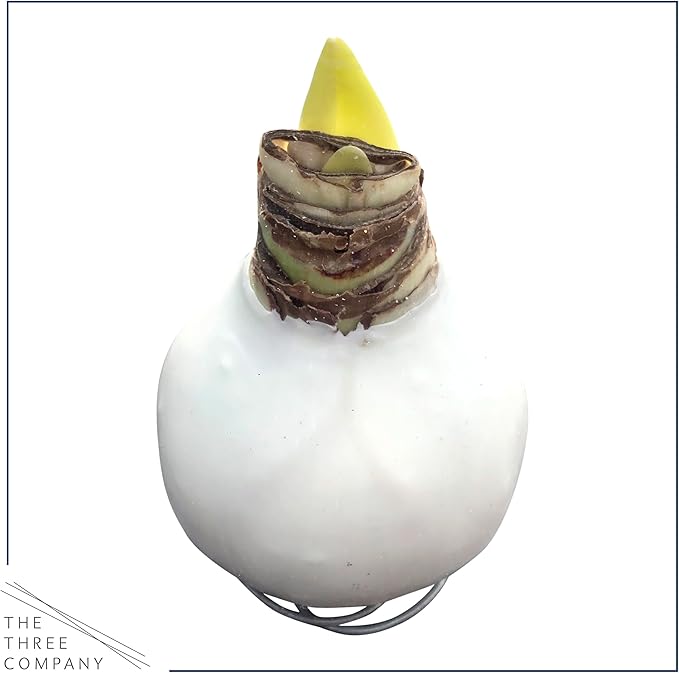 Waxed Amaryllis Bulb – White Wax with Red Blooms – Live Holiday Gift Plant, Easy Care, No Watering Needed