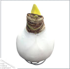 Waxed Amaryllis Bulb – White Wax with Red Blooms – Live Holiday Gift Plant, Easy Care, No Watering Needed