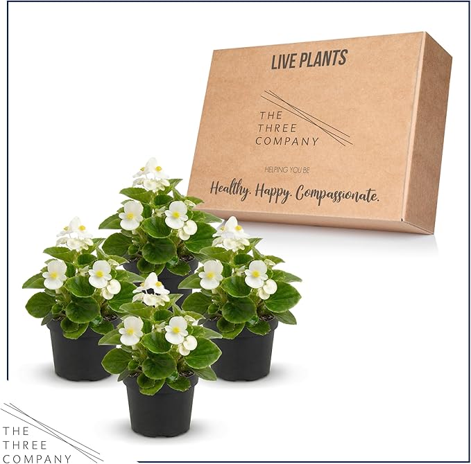 Live Begonia - Green Leaf Ambassador White (4 Per Pack), Beautiful Shade Annual, Ships 8" Tall by 4" Wide in 1 Pt Pot