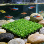 Aquarium Decor Artificial Plastic Lawn Grass,4PCS 9 inches Fish Tank Decorations, Easy Install Green Plants for Aquariums and Hermit Crab Climbing Habitats with 16 Suction Cups