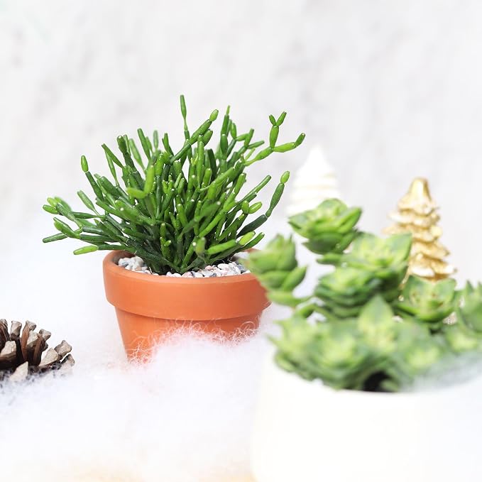 Live Cactus Plants, Fully Rooted 2-inch Cactus Succulent Plants, Rare Varieties for Gift or Home Decoration (Dancing Bones Hatiora Salicornioides Cactus)