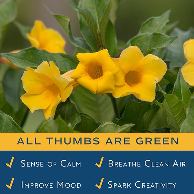 Costa Farms Allamanda Live Indoor Plant