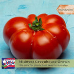 Clovers Garden Brandywine Pink Tomato Plants- Two (2) Live Plants – Non-GMO - Not Seeds – Each 4"-8" Tall in 4 Inch Pots - Amish Heirloom