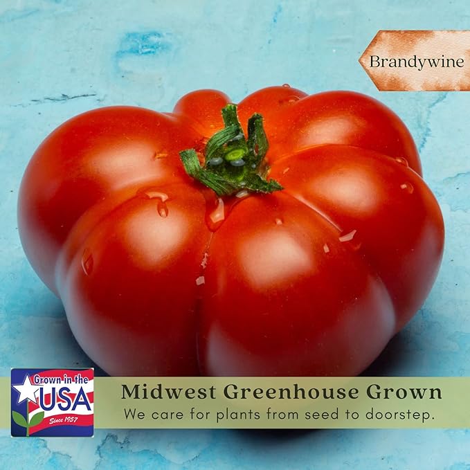 Clovers Garden Brandywine Pink Tomato Plants- Two (2) Live Plants – Non-GMO - Not Seeds – Each 4"-8" Tall in 4 Inch Pots - Amish Heirloom