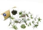 ragnaroc Air Plants Bulk - Tillandsia Variety Wholesale Pack, Regular 1-3" - 25ct - Live Arrival Guaranteed - House Plants for Home Decor & Gift