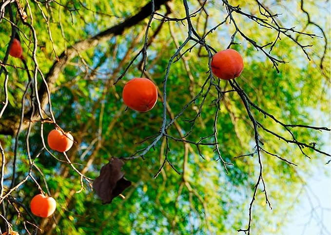 American Persimmon Seeds for Planting Outdoors | Non GMO Heirloom Fruit Seeds (50 Seeds)