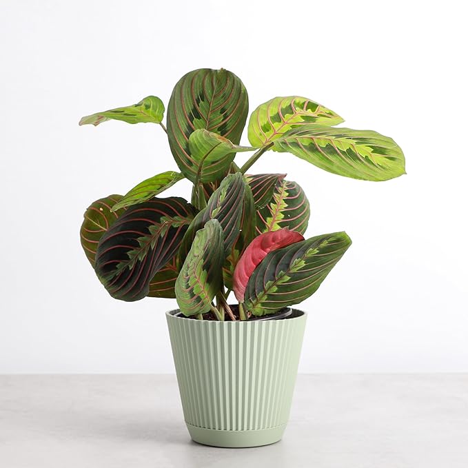 Thorsen's Greenhouse Red Prayer Plant, Live Indoor Plant, Pet Friendly, Popular Houseplant, Red Maranta, Easy to Grow, 4" Diameter Pot (Sage)