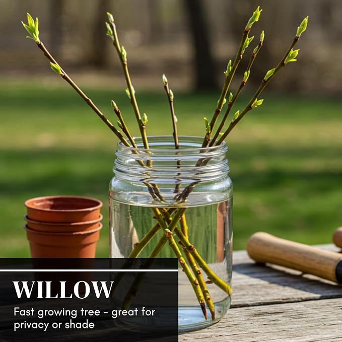 Hybrid Willow Tree Plants for Growing | Fast Privacy Hedge Row, Wind Block, Shade | Fast Growing - 12 Feet Per Year, Fast Growing Trees (One Hundred Trees)