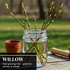 Hybrid Willow Tree Plants for Growing | Fast Privacy Hedge Row, Wind Block, Shade | Fast Growing - 12 Feet Per Year, Fast Growing Trees (One Hundred Trees)