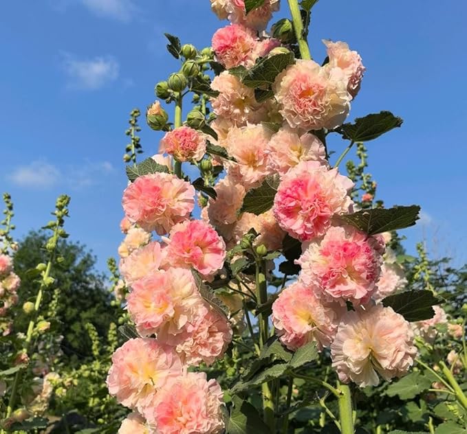 50pcs Summer Carnival Mix Hollyhock Seeds Heirloom Non-GMO Dwarf Biennial Pollinators