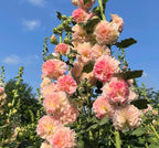 50pcs Summer Carnival Mix Hollyhock Seeds Heirloom Non-GMO Dwarf Biennial Pollinators