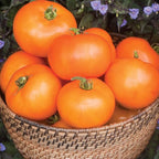 Burpee 'Orange Wellington' Hybrid, Orange Beefsteak Slicing Tomato, 65 Non-GMO Seeds
