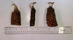 Live Hardy Water Lily Tubers Rhizomes Bulb Seed Nymphaea Aquatic Pond Plants Water Gardens Pre-Grown Flower in White Pink Red Yellow Orange Blue Purple (1, White Hardy Pond Lily)
