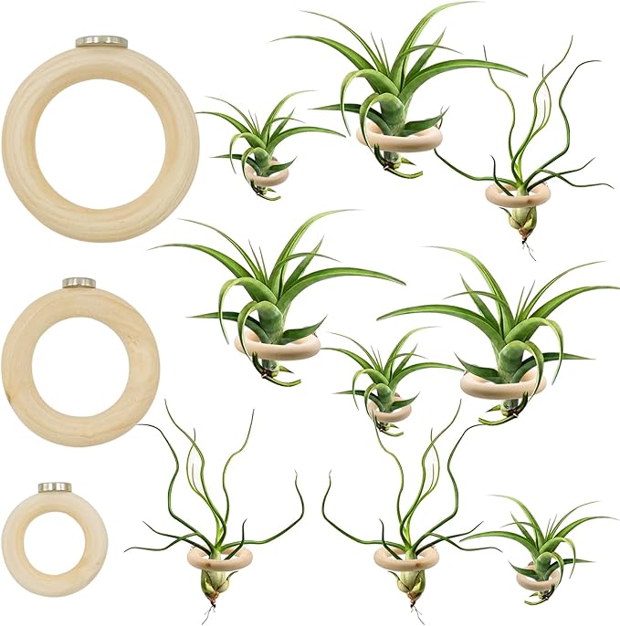 12 PCS Magnetic Air Plant Holder, Wooden Round Refrigerator Magnet Planter Stand in 3 Sizes, Mini Wall Mount Air Plant Holder Ring for Tillandsia, Bromeliads, Dried Flowers, Office & Home Décor