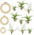 12 PCS Magnetic Air Plant Holder, Wooden Round Refrigerator Magnet Planter Stand in 3 Sizes, Mini Wall Mount Air Plant Holder Ring for Tillandsia, Bromeliads, Dried Flowers, Office & Home Décor