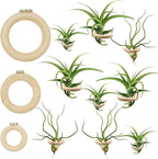 12 PCS Magnetic Air Plant Holder, Wooden Round Refrigerator Magnet Planter Stand in 3 Sizes, Mini Wall Mount Air Plant Holder Ring for Tillandsia, Bromeliads, Dried Flowers, Office & Home Décor
