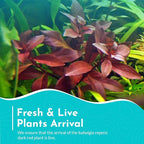 Live Aquarium Ludwigia Repens Plants - Great Background for Fish - Long Lasting & Easy to Maintain - Suitable for Summer & Winter - Natural Oxygenator - Bunch - Dark Red