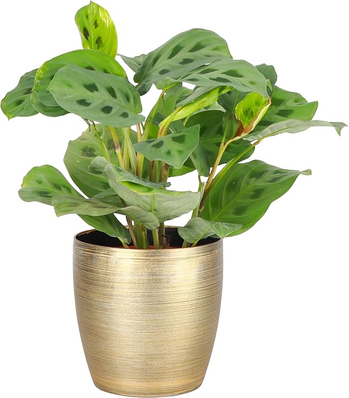 Thorsen's Greenhouse Green Prayer Plant, Live Indoor Plant, Pet Friendly, Uncommon Houseplant, Green Maranta, Easy to Grow, 4" Diameter Pot (Gold)