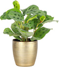 Thorsen's Greenhouse Green Prayer Plant, Live Indoor Plant, Pet Friendly, Uncommon Houseplant, Green Maranta, Easy to Grow, 4" Diameter Pot (Gold)
