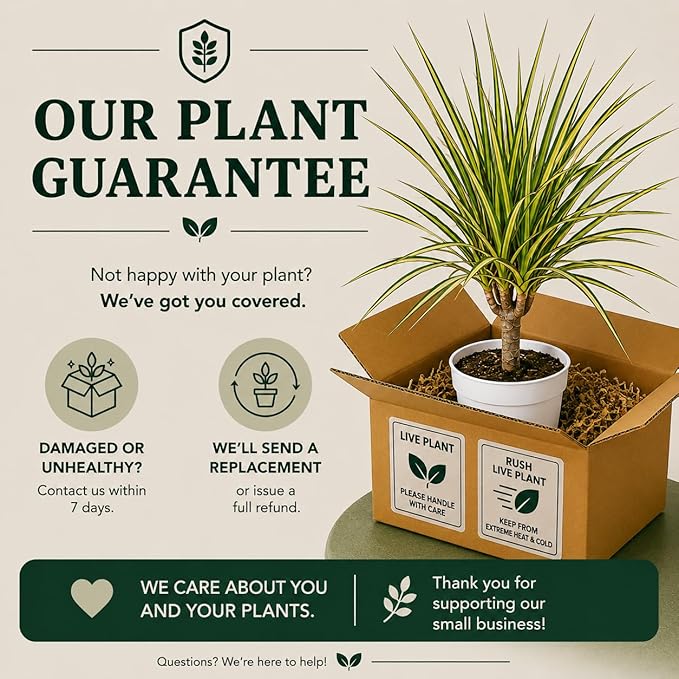 Dracaena Marginata Kiwi Live Plant, Low Light Tolerant Dracaena Plant Live, Air Purifying Plants Live Houseplants, Beginner Friendly House Plants for All Indoors Spaces