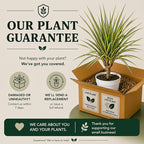 Dracaena Marginata Kiwi Live Plant, Low Light Tolerant Dracaena Plant Live, Air Purifying Plants Live Houseplants, Beginner Friendly House Plants for All Indoors Spaces