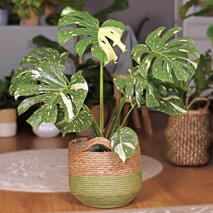 Philodendron Plant Live, Rare Tropical Variegated Live Indoor Houseplant for Home Office, 5-8" Tall, No Pot (Variegated Philodendron Monstera Constellation)