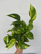 PLANTVERS Golden Pothos in a 6" Grow Pot | Epipremnum Aureum | Devil’s Ivy Indoor Vine | Air Purifying Plant | Low Maintenance & Easy Care Indoor Plant | Tropical Vining Plant | Trailing Houseplant