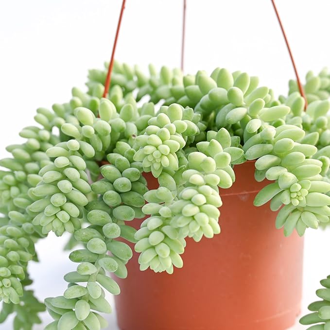 Live Succulent Plants Vining Succulent Collection- Fully Rooted Large 6-Inch Hanging Succulent (String of Pearls, Burro's Tail)