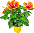 Fiesta Hibiscus Bush - Live Hibiscus Flowering Plant - Tropical Flower Plant - 1 Gallon Planter - Overall Height 10" to 14" - Tropical Plants of Florida