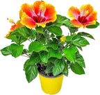Fiesta Hibiscus Bush - Live Hibiscus Flowering Plant - Tropical Flower Plant - 1 Gallon Planter - Overall Height 10" to 14" - Tropical Plants of Florida