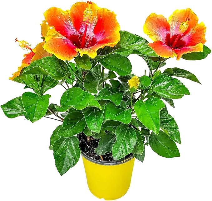 Fiesta Hibiscus Bush - Live Hibiscus Flowering Plant - Tropical Flower Plant - 1 Gallon Planter - Overall Height 10" to 14" - Tropical Plants of Florida