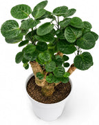 Ming Aralia Fabian Stump Bonsai Tree Live Plant - Plants Live Houseplants - Aralia Ming Fabian Stump Plant Gift, Elegant Bonsai for Indoor Spaces, Live Bonsai Plant Decor