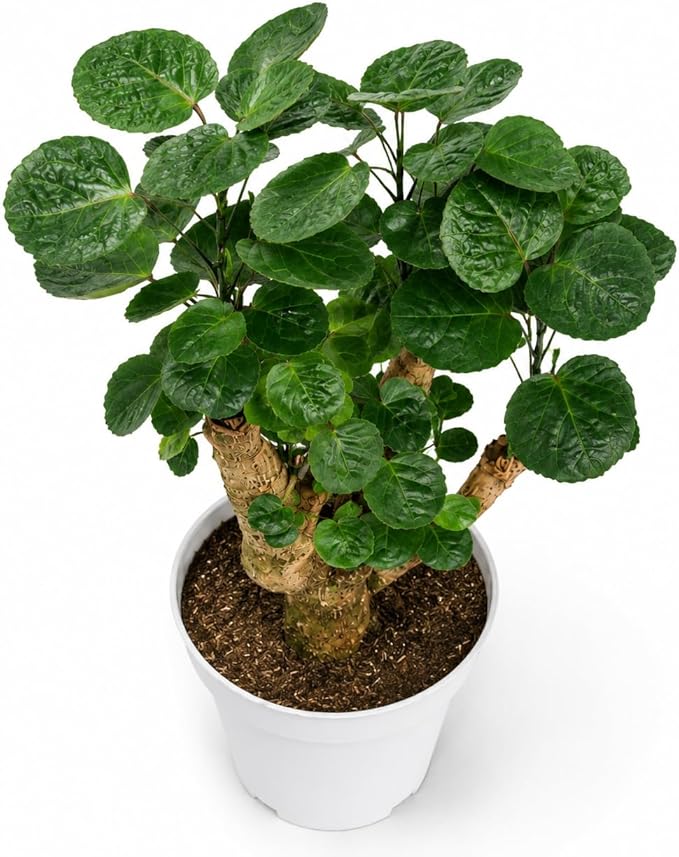 Ming Aralia Fabian Stump Bonsai Tree Live Plant - Plants Live Houseplants - Aralia Ming Fabian Stump Plant Gift, Elegant Bonsai for Indoor Spaces, Live Bonsai Plant Decor