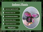 PLANTVERS Live Calathea Plant in 2" Grow Pot – Easy Care & Low Maintenance Tropical Houseplant – Air Purifying Indoor Plant for Low Light & Home Décor (Calathea Roseopicta ‘Rosy’)
