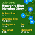 HOME GROWN Morning Glory Seeds,Heavenly Blue (2 Pack) 300 Heirloom Morning Glories Vine Seeds for Planting Ideal for a Flower Garden that Attracts Pollinators and Birds(Ipomoea Tricolor)